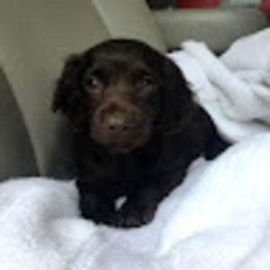 Meet your Posher, Allison